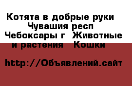 Котята в добрые руки - Чувашия респ., Чебоксары г. Животные и растения » Кошки   